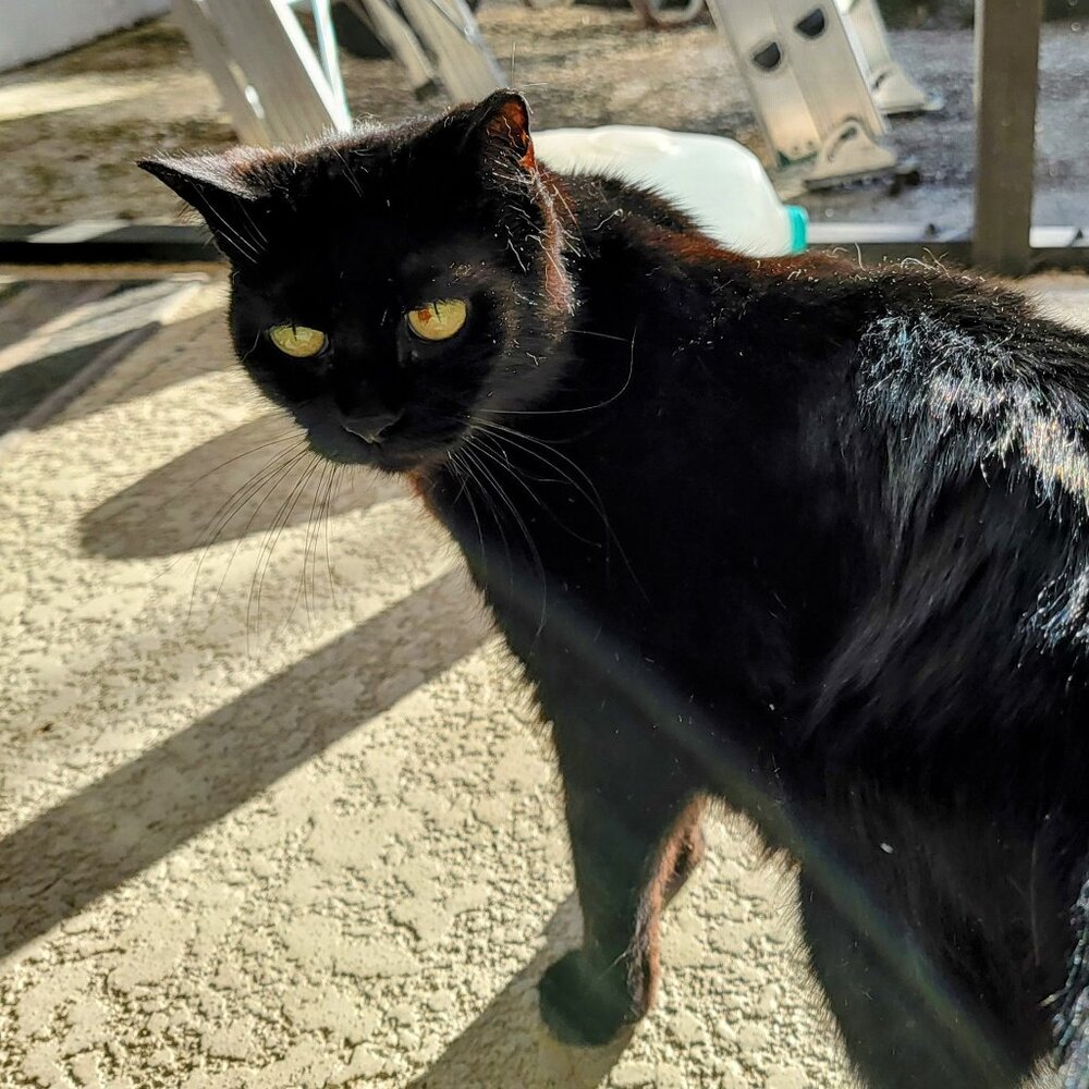 Lulu